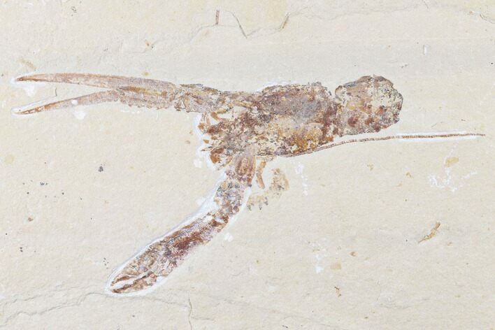 Cretaceous Fossil Lobster (Pseudostacus) - Lebanon #173374